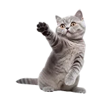 Chats