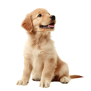 Chiens