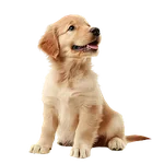 Chiens