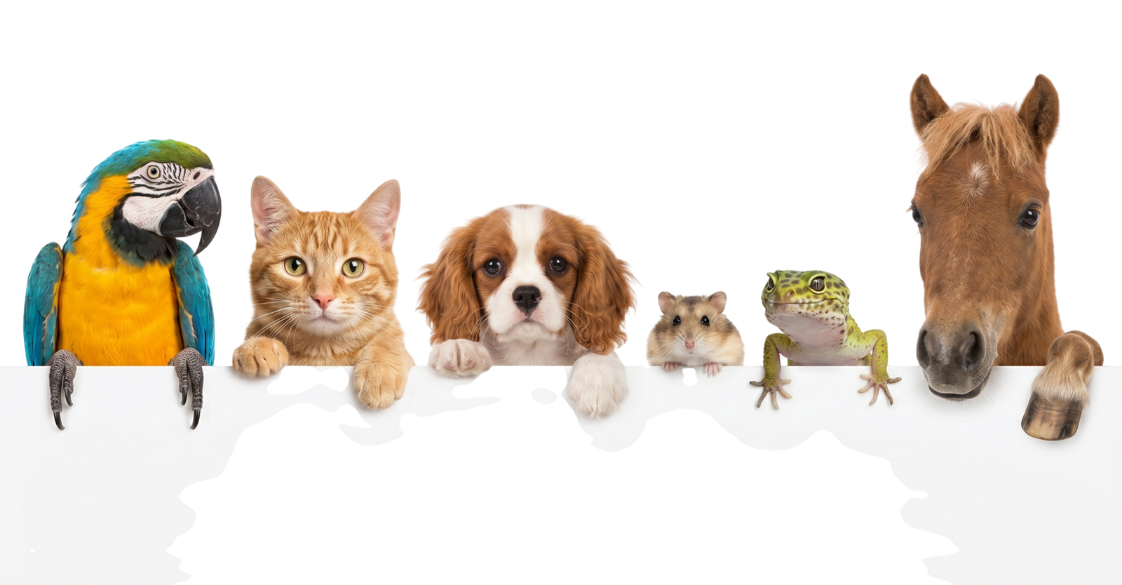 Calculateur d'âge pour animaux de compagnie