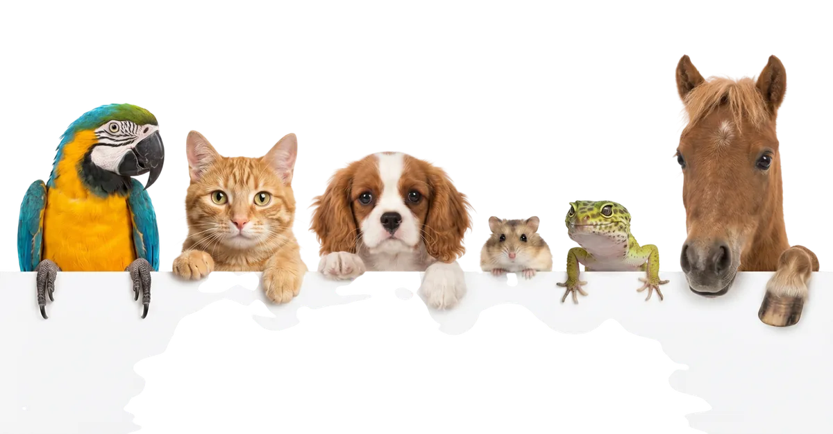 Calculateur d'âge pour animaux de compagnie