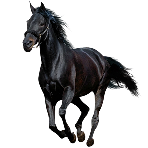 Chevaux
