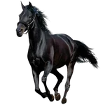 Chevaux