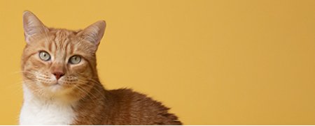 CHATS
