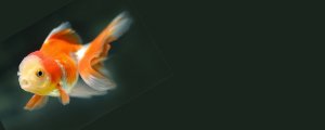 POISSONS