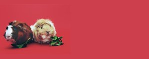 RONGEURS & REPTILES