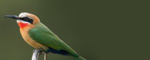 OISEAUX
