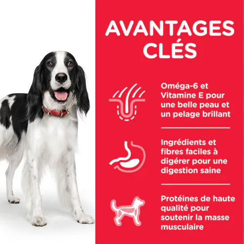Patee-pour-Chien-Adulte-1-6-au-Boeuf-3.webp