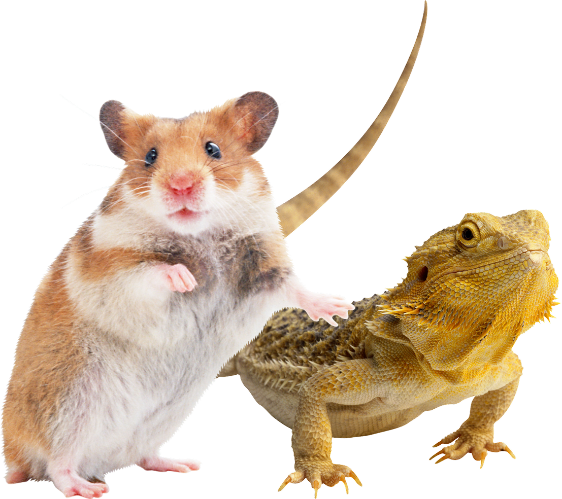RONGEURS & REPTILES