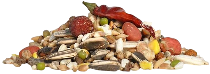 feed birds