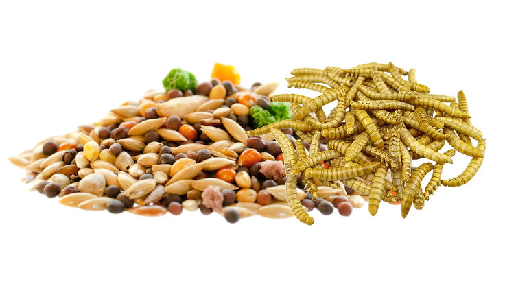 rongeurs et reptiles alimentation