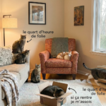 9 comportements étranges de votre chat et leurs significations