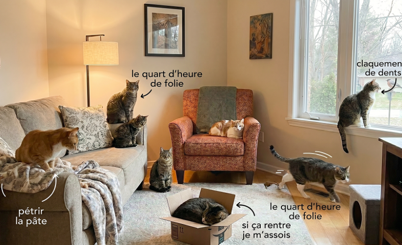 9 comportements étranges de votre chat et leurs significations