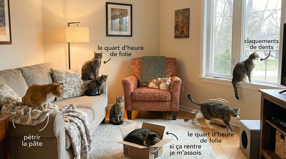 9 comportements étranges de votre chat et leurs significations