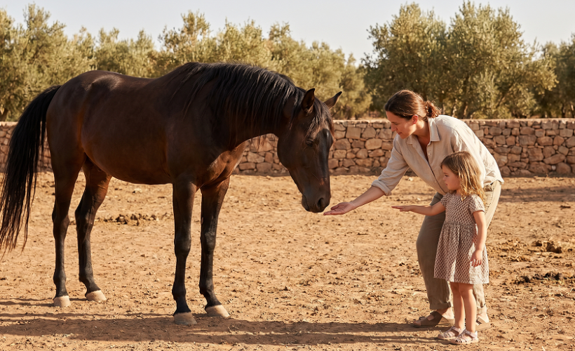 Personne approchant un cheval calmement en observant son langage corporel et ses signes de stress ou de confiance