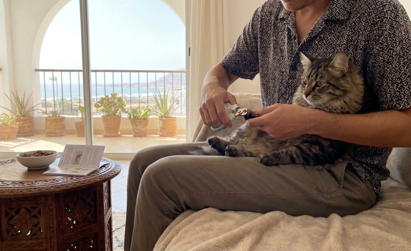 Couper les griffes d’un chat avec un coupe-griffes adapté