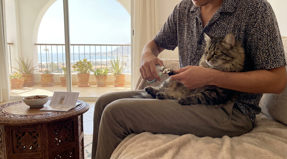 Couper les griffes d’un chat avec un coupe-griffes adapté