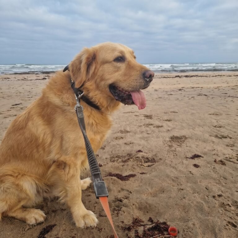 Golden — Chien — à adopter à Laimoune, Casablanca