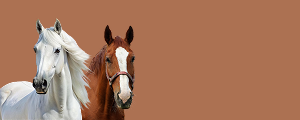 CHEVAUX