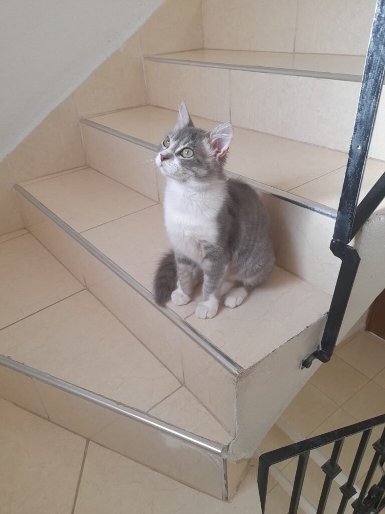 Rocky — Chat — à adopter à Agadir