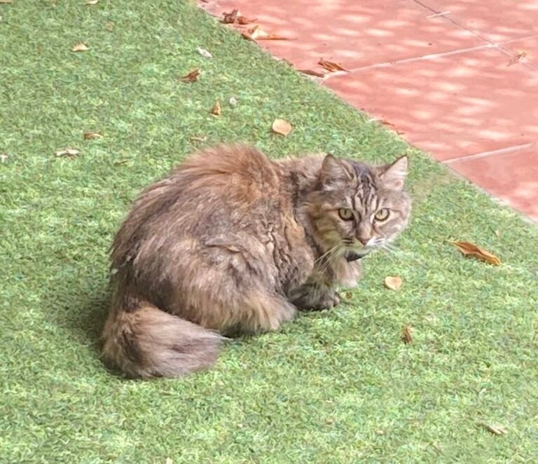 Luna — Chat — à adopter à Casablanca