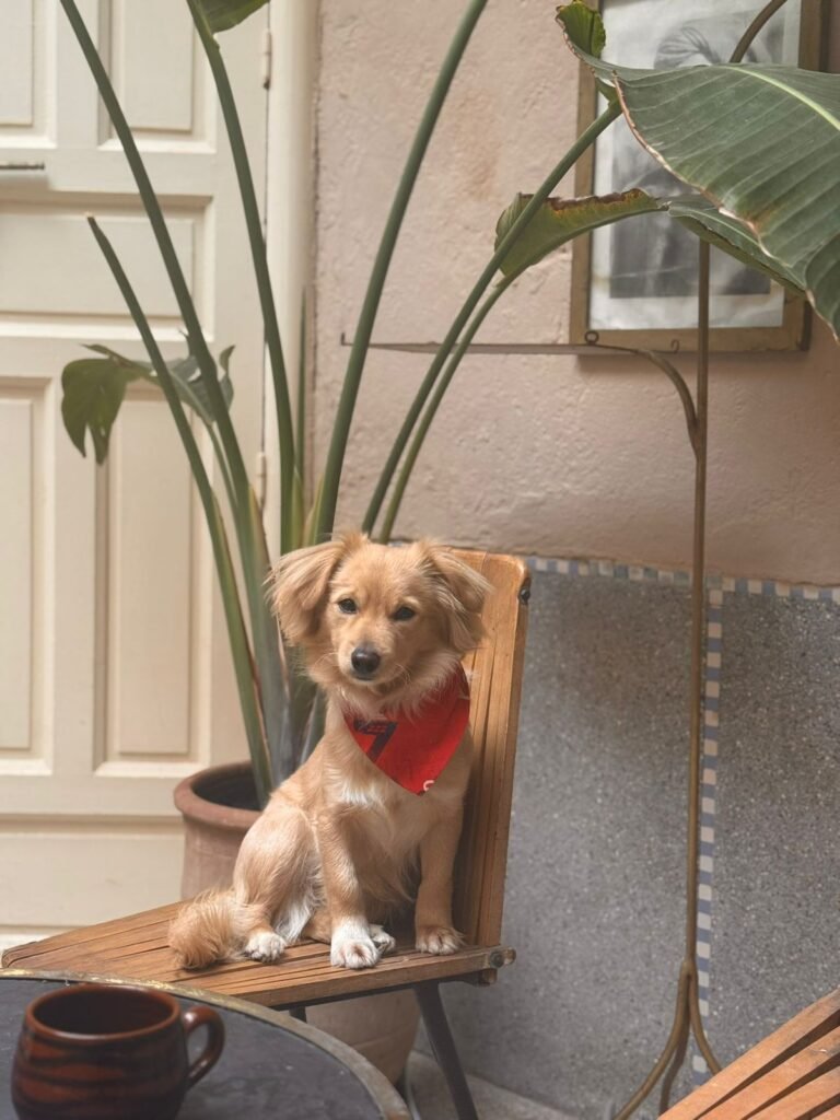 Leo — Chien — à adopter à Marrakech