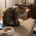 Chat domestique montrant des signes de stress liés à de mauvaises habitudes du quotidien
