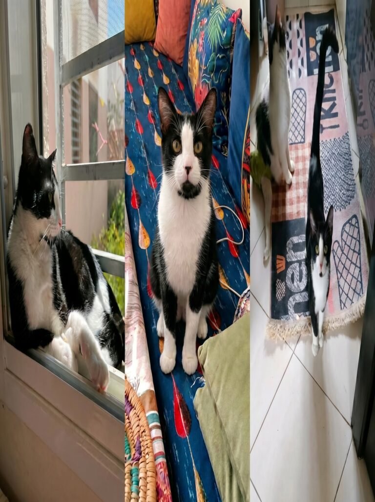 Félix (فيليكس) — Chat — à adopter à Casablanca, Lissasfa 2, Bloc 12