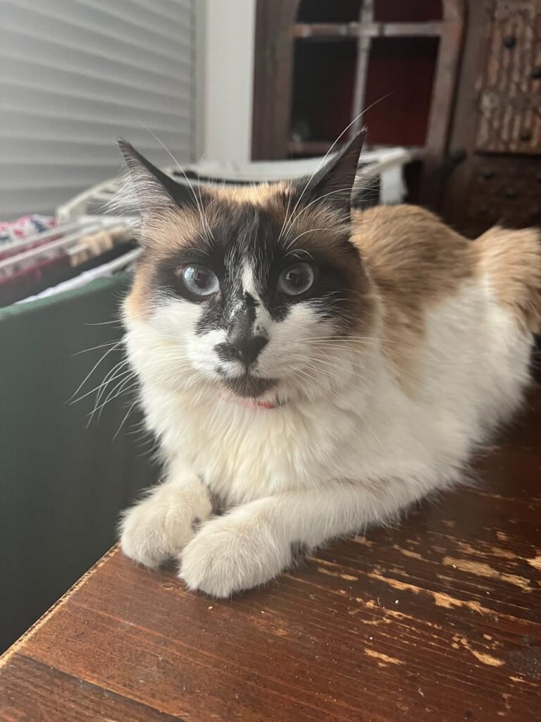 Tsuki — Chat — à adopter à Casablanca sidi maarouf