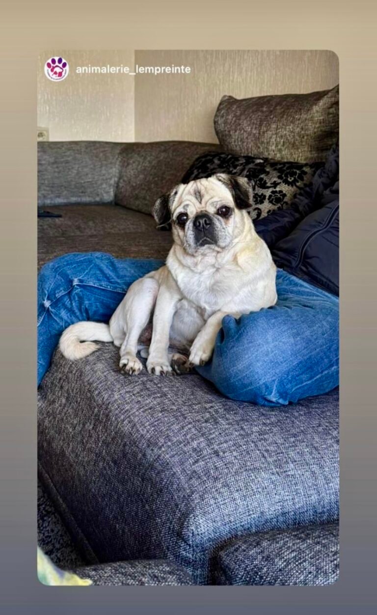 Mia — Chien — à adopter à Meknés