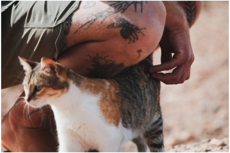 Mimi — Chat — à adopter à Casablanca