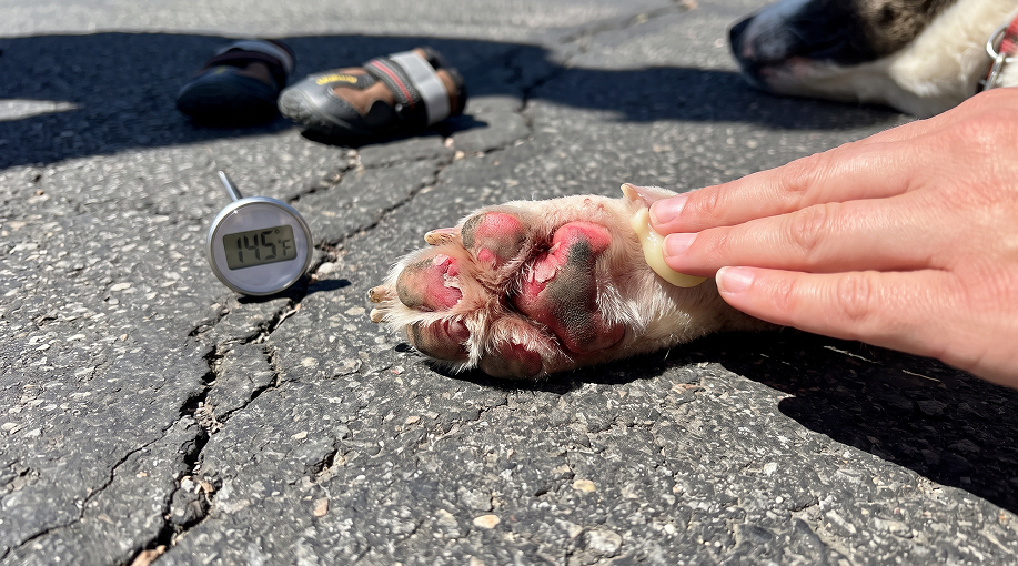 Brûlure coussinets chien causée par un sol chaud pendant l'été