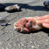 Brûlure coussinets chien causée par un sol chaud pendant l'été