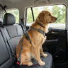 Chien attaché en voiture avec un équipement de sécurité adapté pour voyager en toute sécurité