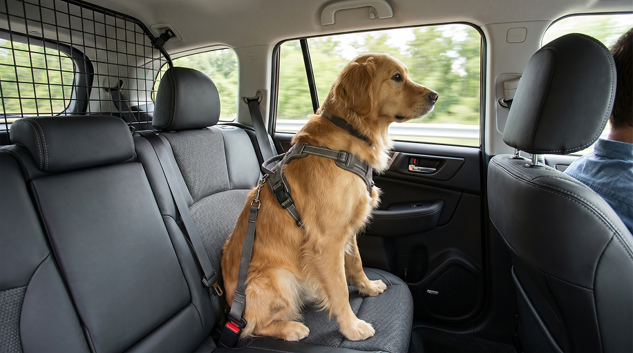 Chien attaché en voiture avec un équipement de sécurité adapté pour voyager en toute sécurité