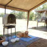Chiens, chats, oiseaux et chevaux protégés de la chaleur pendant l’été