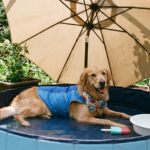 Chien protégé de la chaleur en été avec eau, ombre et accessoires adaptés