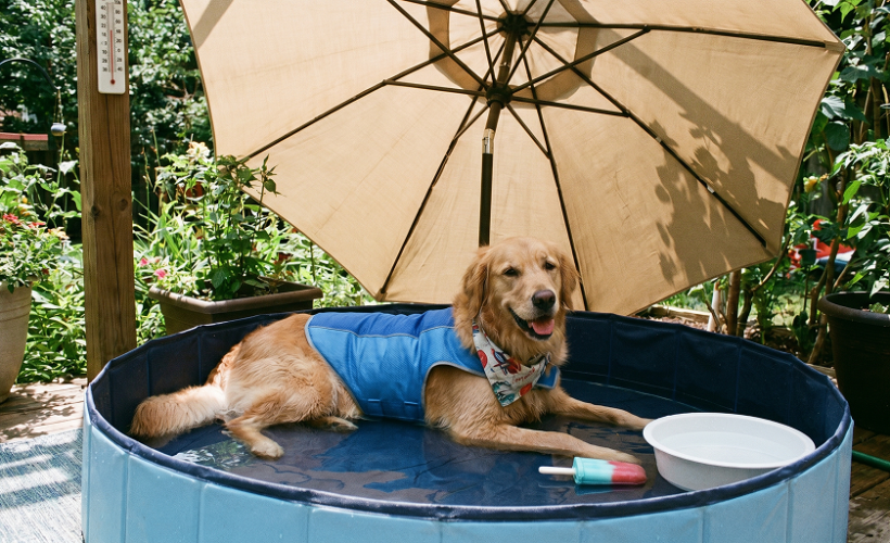 Chien protégé de la chaleur en été avec eau, ombre et accessoires adaptés