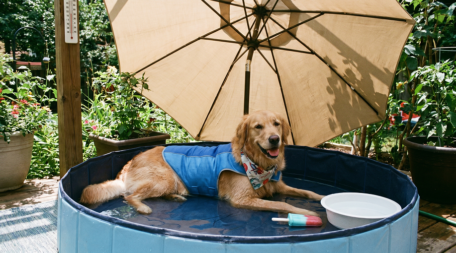 Chien protégé de la chaleur en été avec eau, ombre et accessoires adaptés