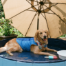 Chien protégé de la chaleur en été avec eau, ombre et accessoires adaptés