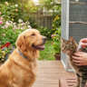 Chien, chat et oiseau protégés contre les puces et insectes pendant la saison chaude