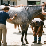Toilettage cheval avec brossage, nettoyage des sabots et entretien de la crinière