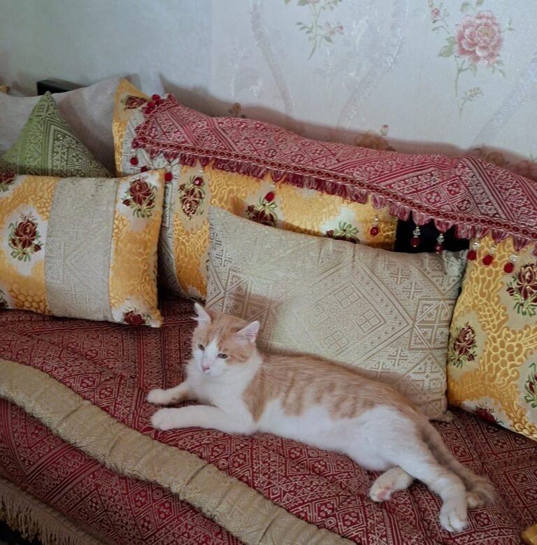 Simba — Chat — à adopter à Casablanca