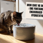 Chat ne boit pas assez : fontaine à eau pour favoriser une bonne hydratation en été