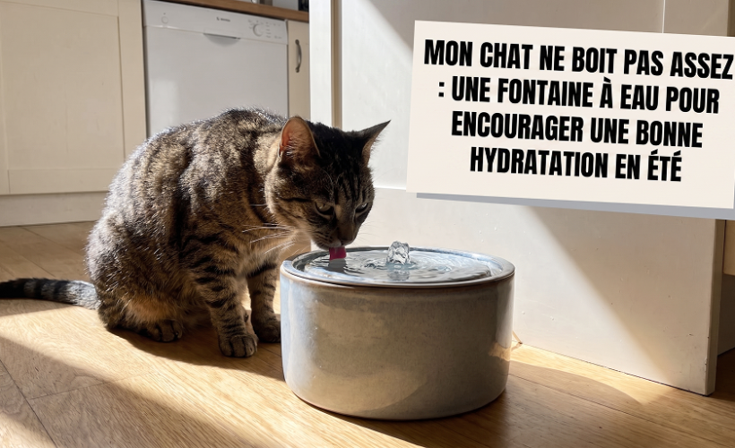 Chat ne boit pas assez : fontaine à eau pour favoriser une bonne hydratation en été