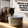 Chat ne boit pas assez : fontaine à eau pour favoriser une bonne hydratation en été