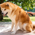 Chien qui perd ses poils pendant l'été avec un brossage adapté pour entretenir son pelage