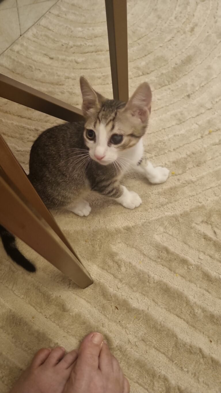 Atlas — Chat — à adopter à Temara