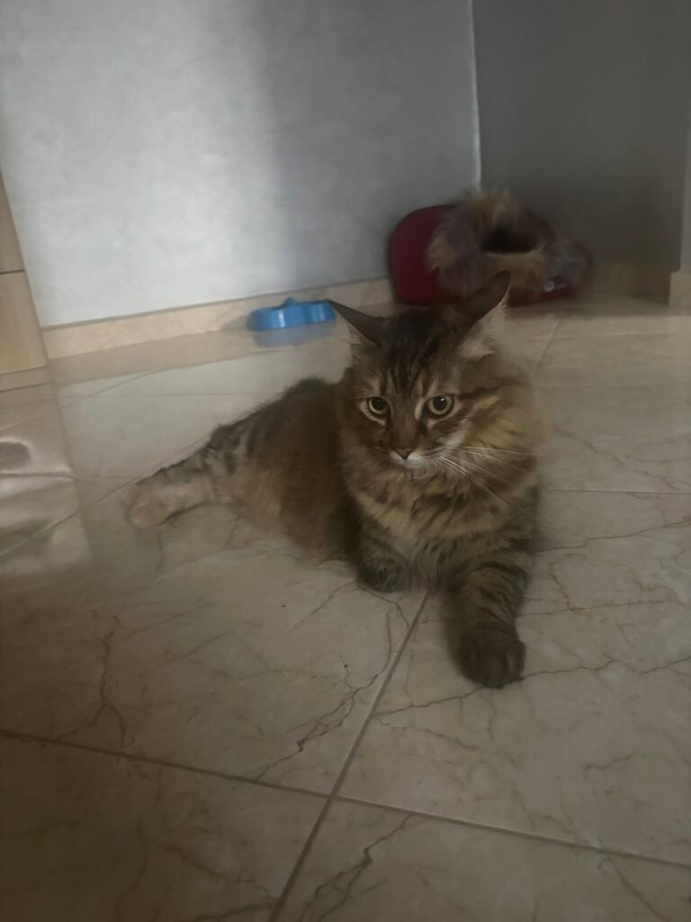 Maya — Chat — à adopter à Casablanca bernoussi