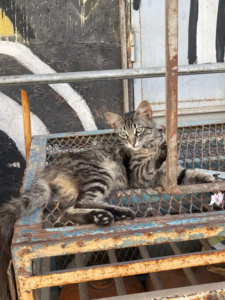 Calm — Chat — à adopter à Rabat